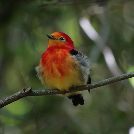 Surucua Reserva & Ecolodge Comandante Andresito Zewnętrze zdjęcie