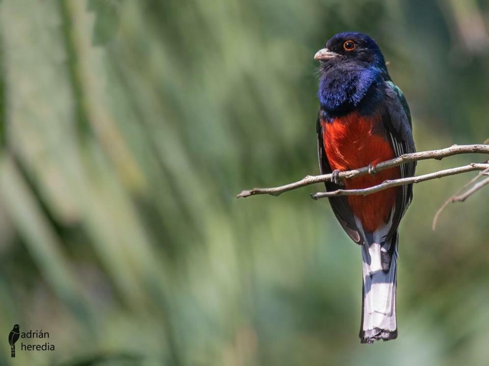 Surucua Reserva & Ecolodge Comandante Andresito Zewnętrze zdjęcie