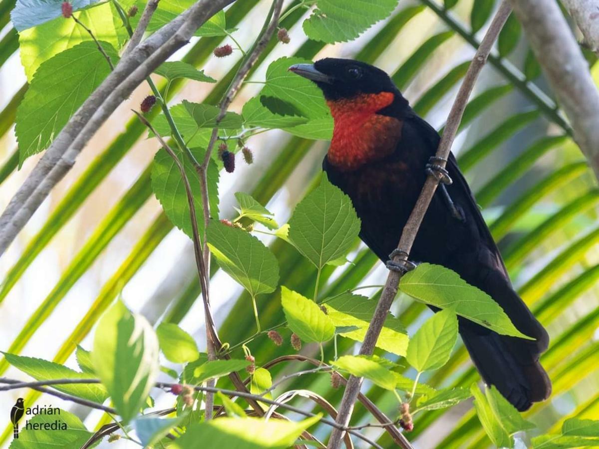 Surucua Reserva & Ecolodge Comandante Andresito Zewnętrze zdjęcie